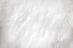 Witte vacht_28380699_ds8
